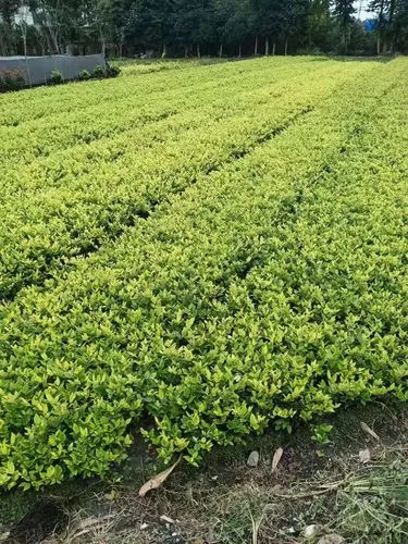 mile米乐m6官网：单杠入门指南：门上与落地，哪一个对初学者更友好？